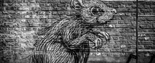 New York elegge il suo primo “Zar dei Ratti”